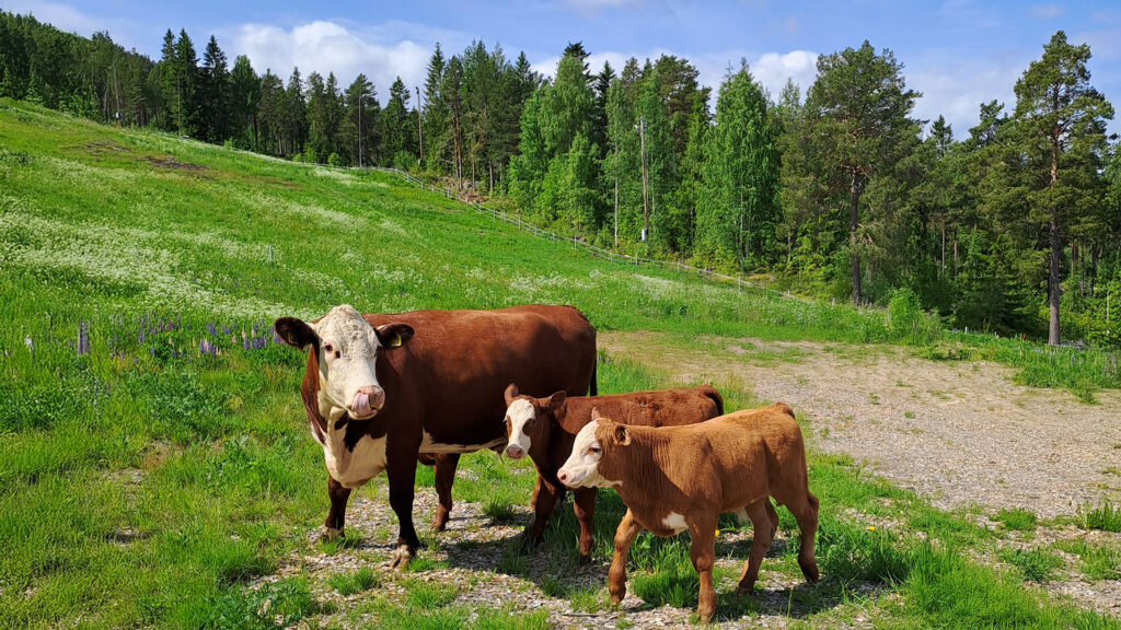 kossor i skidbacken i Järvsö 